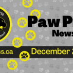 November-2024-Newsletter-Spotlight-1_950x475_acf_cropped